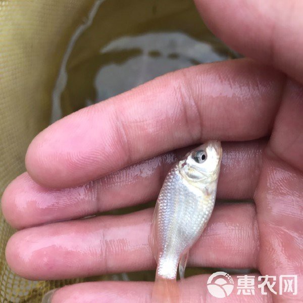 德系蝴蝶鯉為何不值錢【德系蝴蝶鯉值錢嗎】