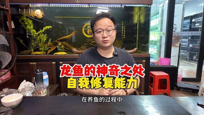 龍魚錯鱗能完全恢復嗎？【龍魚炸鱗治療全攻略】