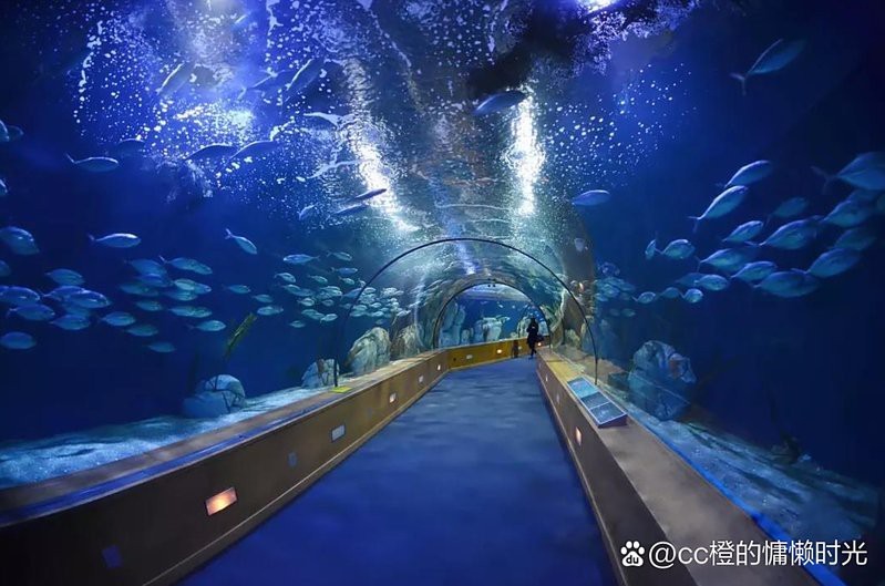 昭化水族店【寫我的夏天|在廣元昭化收獲一種舒適正南愛旅行】