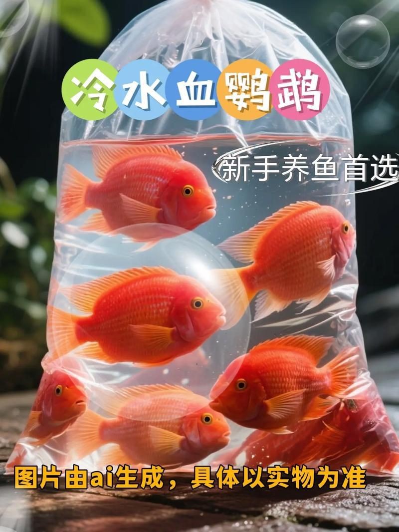 紅財(cái)神魚產(chǎn)卵的圖片2023年【養(yǎng)魚老道，紅寶石魚下卵必看】