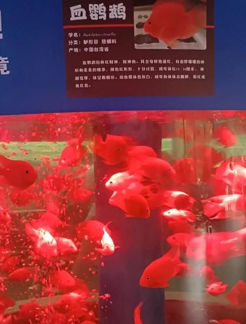 紅財(cái)神魚產(chǎn)卵的圖片2023年【養(yǎng)魚老道，紅寶石魚下卵必看】