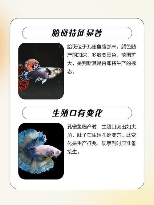 紅財(cái)神魚產(chǎn)卵的圖片2023年【養(yǎng)魚老道，紅寶石魚下卵必看】