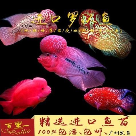 紅財(cái)神魚產(chǎn)卵的圖片2023年【養(yǎng)魚老道，紅寶石魚下卵必看】