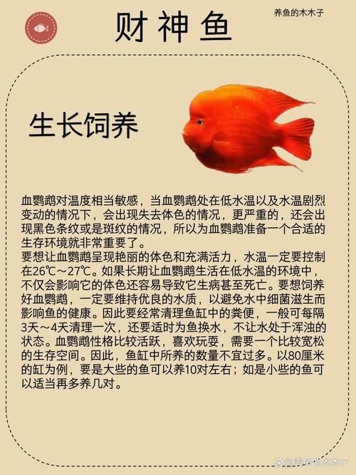 紅財(cái)神魚產(chǎn)卵的圖片2023年【養(yǎng)魚老道，紅寶石魚下卵必看】