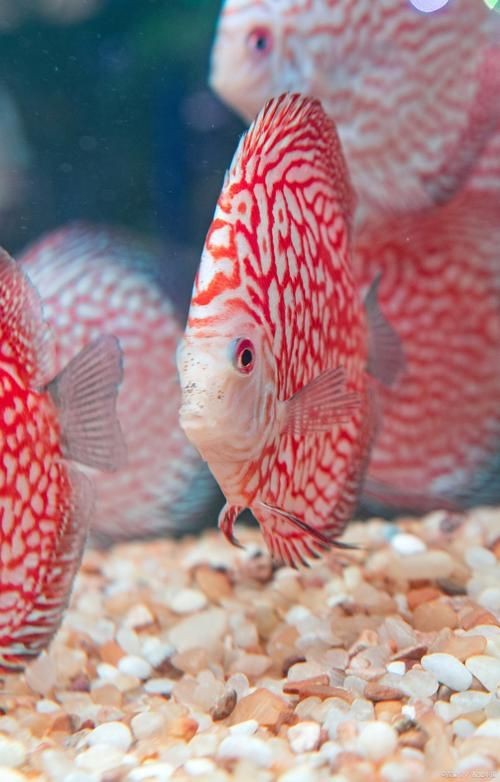 紅財(cái)神魚產(chǎn)卵的圖片2023年【養(yǎng)魚老道，紅寶石魚下卵必看】