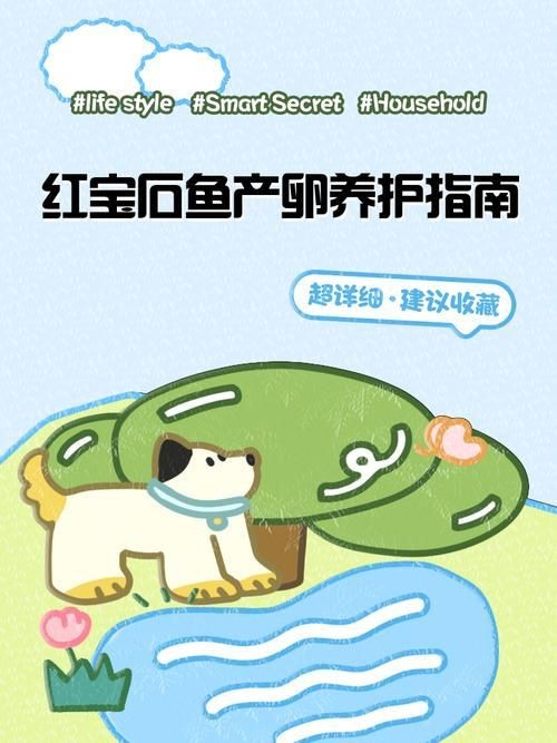紅財(cái)神魚產(chǎn)卵的圖片2023年【養(yǎng)魚老道，紅寶石魚下卵必看】