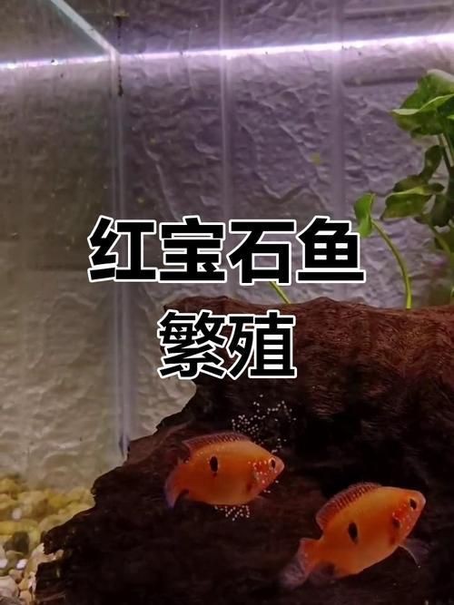 紅財(cái)神魚產(chǎn)卵的圖片2023年【養(yǎng)魚老道，紅寶石魚下卵必看】