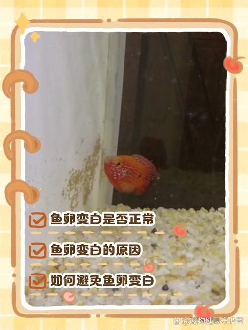 紅財(cái)神魚產(chǎn)卵的圖片2023年【養(yǎng)魚老道，紅寶石魚下卵必看】