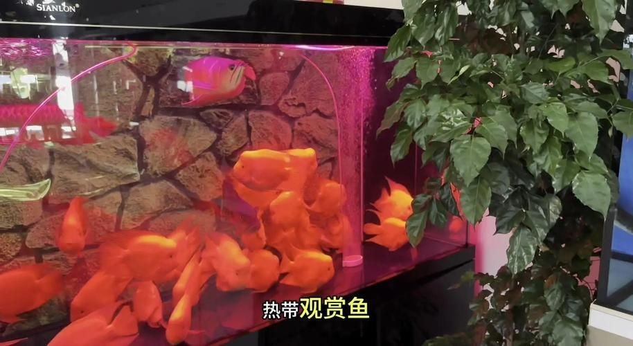紅財(cái)神魚產(chǎn)卵的圖片2023年【養(yǎng)魚老道，紅寶石魚下卵必看】