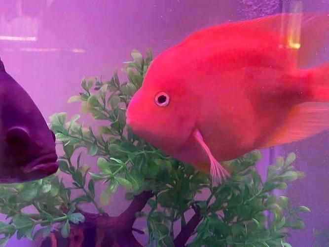紅財(cái)神魚產(chǎn)卵的圖片2023年【養(yǎng)魚老道，紅寶石魚下卵必看】