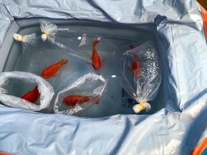 紅財(cái)神魚產(chǎn)卵的圖片2023年【養(yǎng)魚老道，紅寶石魚下卵必看】