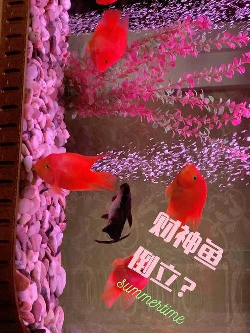 紅財(cái)神魚產(chǎn)卵的圖片2023年【養(yǎng)魚老道，紅寶石魚下卵必看】