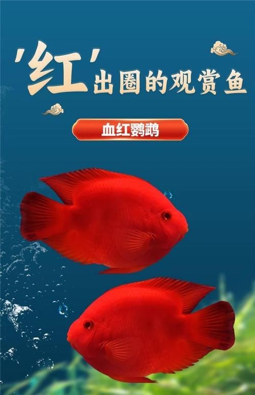 紅財(cái)神魚產(chǎn)卵的圖片2023年【養(yǎng)魚老道，紅寶石魚下卵必看】