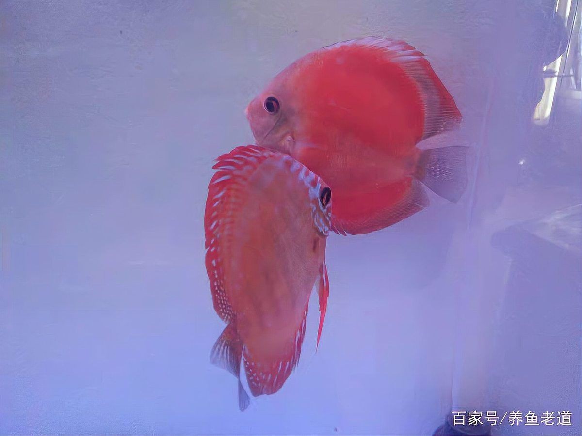 紅財(cái)神魚產(chǎn)卵的圖片2023年【養(yǎng)魚老道，紅寶石魚下卵必看】