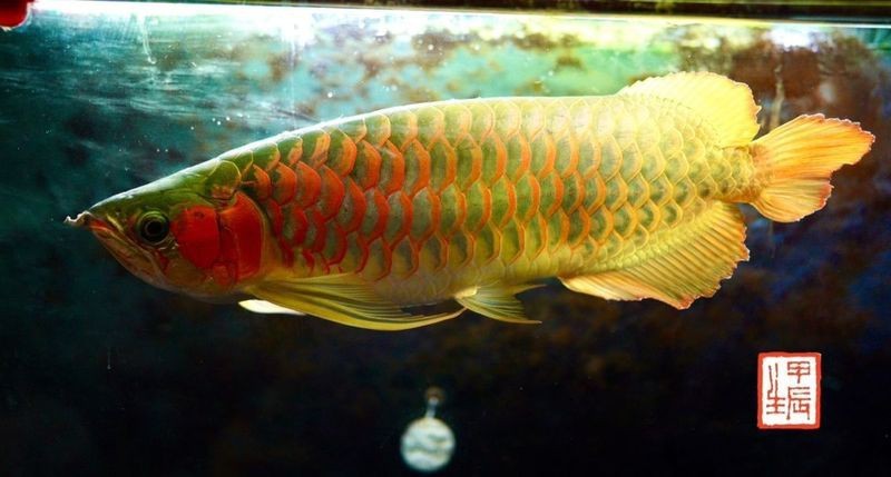 韓城龍魚店【天山網韓城龍魚市場價格范圍】