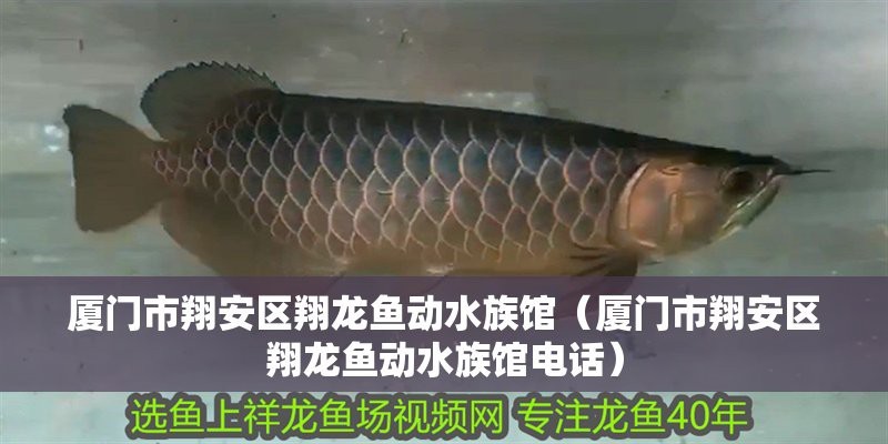 翔安龍魚店【廈門市翔安區與龍魚相關的商業主體地址在哪里翔安龍魚動水族館】