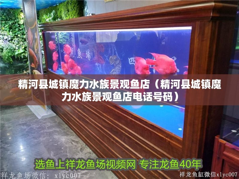 精河水族店【精河縣城鎮魔力水族景觀魚店】