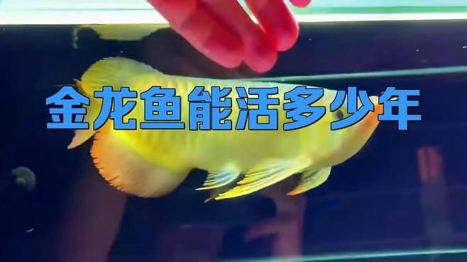 金龍魚的壽命多長時間【金龍魚的壽命一般是多少年】