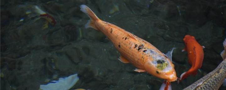 立山水族店【鞍山市立山區寶來水族店愛企查水族館愛企查水族館愛企查】