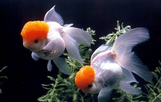 觀賞魚爛鰭的預防和治療【觀賞魚爛尾爛鰭爛鱗怎么辦】
