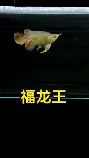 給我一張福龍王魚(yú)的圖片【福龍王魚(yú)的價(jià)格是多少】