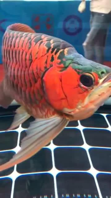 給我一張福龍王魚(yú)的圖片【福龍王魚(yú)的價(jià)格是多少】