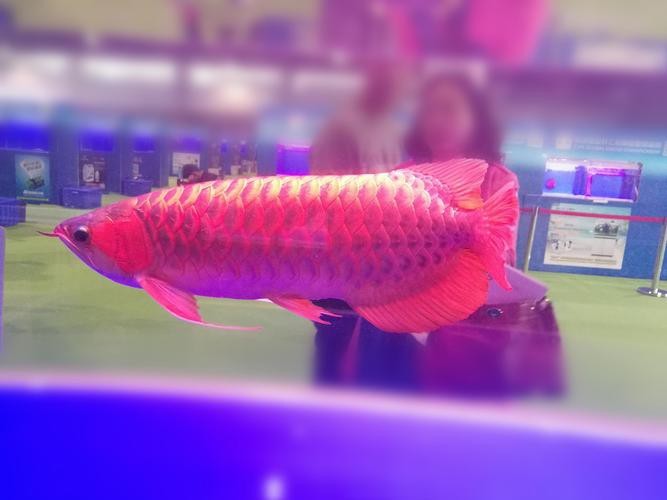 給我一張福龍王魚(yú)的圖片【福龍王魚(yú)的價(jià)格是多少】