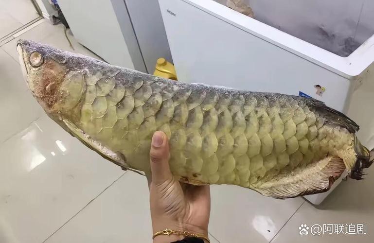 給我一張福龍王魚(yú)的圖片【福龍王魚(yú)的價(jià)格是多少】