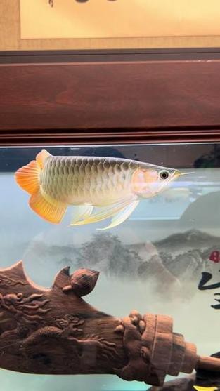 給我一張福龍王魚(yú)的圖片【福龍王魚(yú)的價(jià)格是多少】