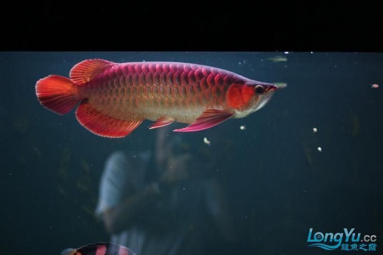 綠皮紅龍煙價格表圖片【關于紅金龍（紅龍）香煙的價格信息及相關圖片展示】