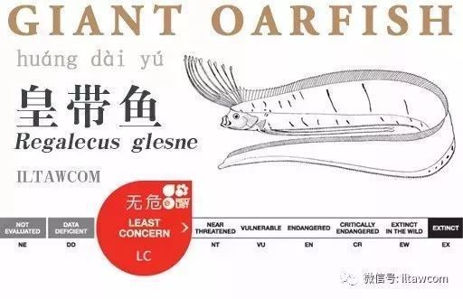 龍王魚俗稱的叫什么【中山大學(xué)海洋科普(516)】