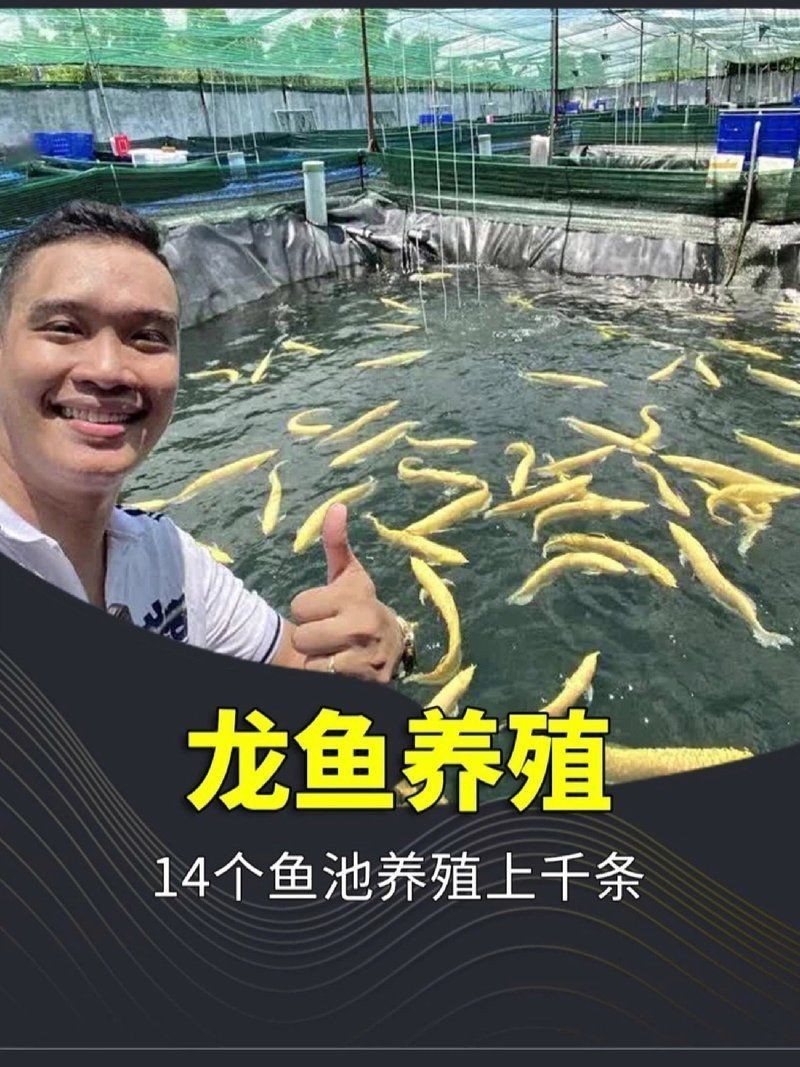 能否提供金龍魚養殖視頻教程？【金龍魚養殖教學】