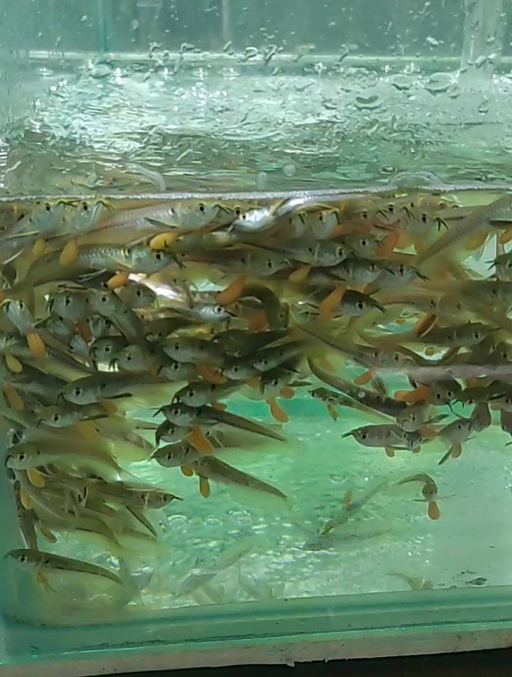 能否提供金龍魚養殖視頻教程？【金龍魚養殖教學】