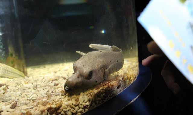 淡水狗頭魚有幾種【淡水狗頭魚（淡水河豚）種類豐富根據體型、習性和分布區域可分為多個品種】