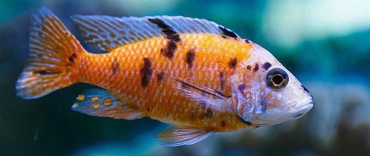 魔鬼魚屬于什么檔次【三湖慈鯛你該怎么養草缸養魚蝦鯛魚為何盡量少吃背后的真相令人震驚】