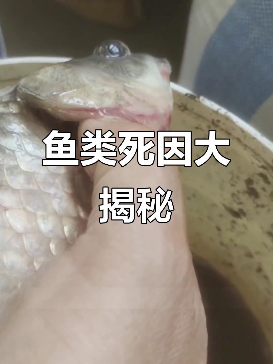請(qǐng)?zhí)峁└嚓P(guān)于魚真菌和細(xì)菌的信息【哪種細(xì)菌會(huì)讓魚得哪種病,你都知道嗎】