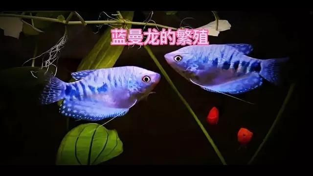 藍曼龍魚繁殖需要哪些條件？【熱帶觀賞魚搜狐視頻藍曼龍魚繁殖過程揭秘全民小視頻】