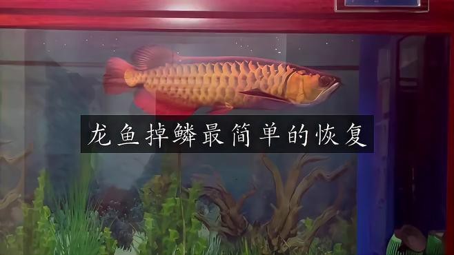 龍魚掉鱗后需要多久換一次水？【金魚掉鱗怎么治療最簡單的綠色先鋒】