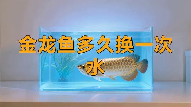 龍魚掉鱗后需要多久換一次水？【金魚掉鱗怎么治療最簡單的綠色先鋒】