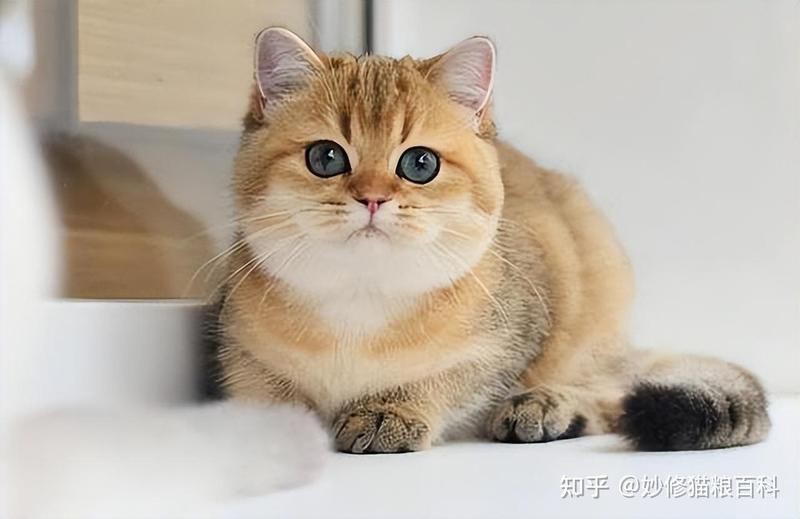金絲貓一般人養(yǎng)不了的原因【關(guān)于金漸層貓飼養(yǎng)的注意事項(xiàng)】