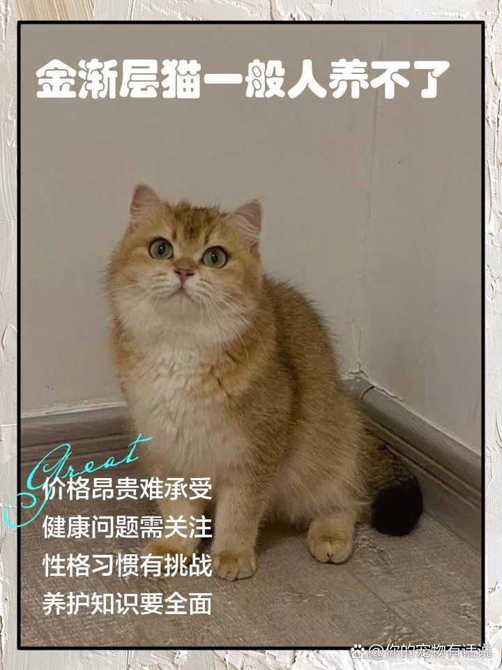 金絲貓一般人養(yǎng)不了的原因【關(guān)于金漸層貓飼養(yǎng)的注意事項(xiàng)】