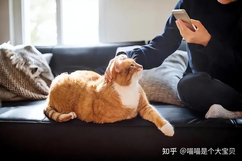 金絲貓一般人養(yǎng)不了的原因【關(guān)于金漸層貓飼養(yǎng)的注意事項(xiàng)】