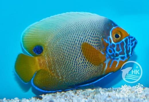 藍面財神魚兇不兇【藍面神仙魚與財神魚有什么區別】
