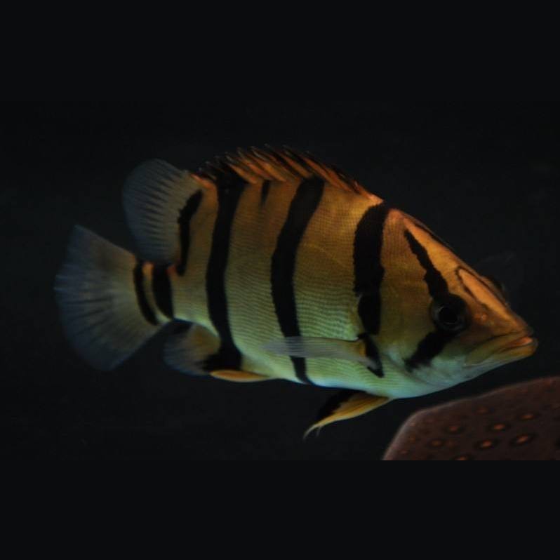 三紋泰北虎魚為何被禁養【三紋泰北虎魚禁養現象的多維解析】