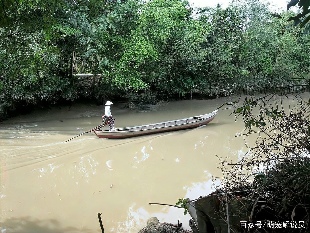 三紋泰北虎魚為何被禁養【三紋泰北虎魚禁養現象的多維解析】