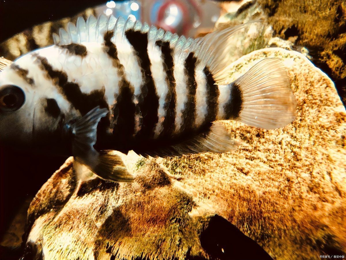 三紋泰北虎魚為何被禁養【三紋泰北虎魚禁養現象的多維解析】