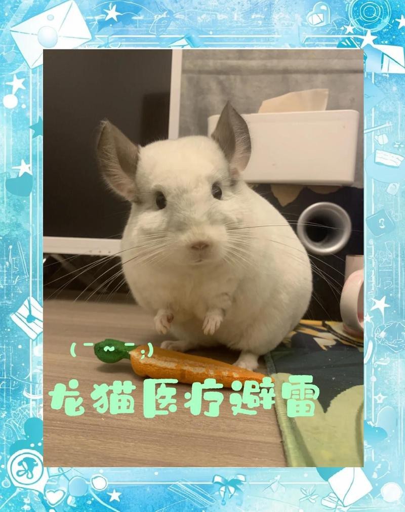 龍貓最忌三種東西【龍貓飼養(yǎng)三大禁忌全解析】