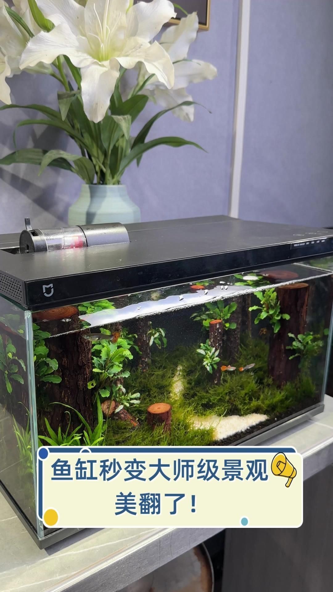 觀賞魚缸布置靈感【5種驚艷魚缸造景秘籍:新手也能打造會呼吸的水下仙境家居美學館】