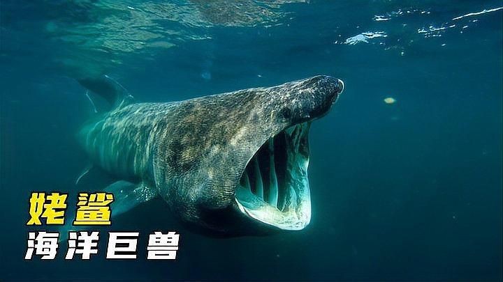 姥鯊【現存體型第二大的魚海洋巨獸姥鯊北海動物世界】