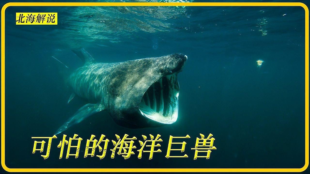 姥鯊【現存體型第二大的魚海洋巨獸姥鯊北海動物世界】